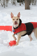 Playtime in the snow