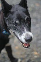 Kiwi & Buddy Kiwi & Buddy